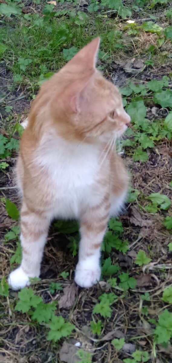 Котик-подросток