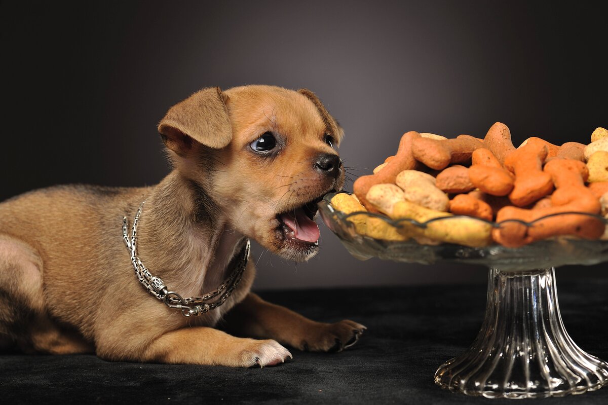 Собакам давать мандарины. Еда для собак. Собака кушает. Собака ест лакомство. Животные и еда.
