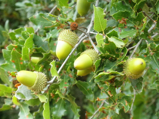 Дуб кермесовый (лат. Quercus coccifera) — вечнозелёный вид дуба (Quercus) семейства буковых (Fagaceae), типичный для маквиса и гариги в Средиземноморье.