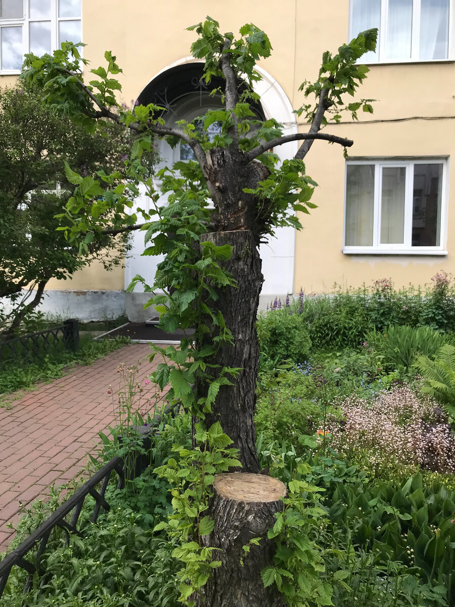 Уголок Архангельска.