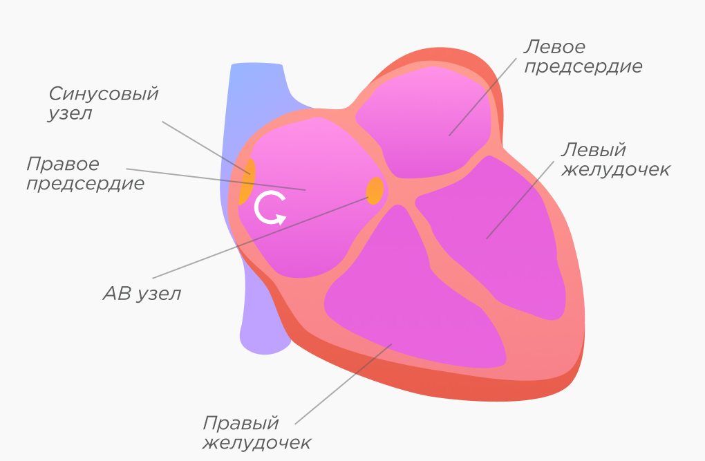 Выраженное сердцебиение