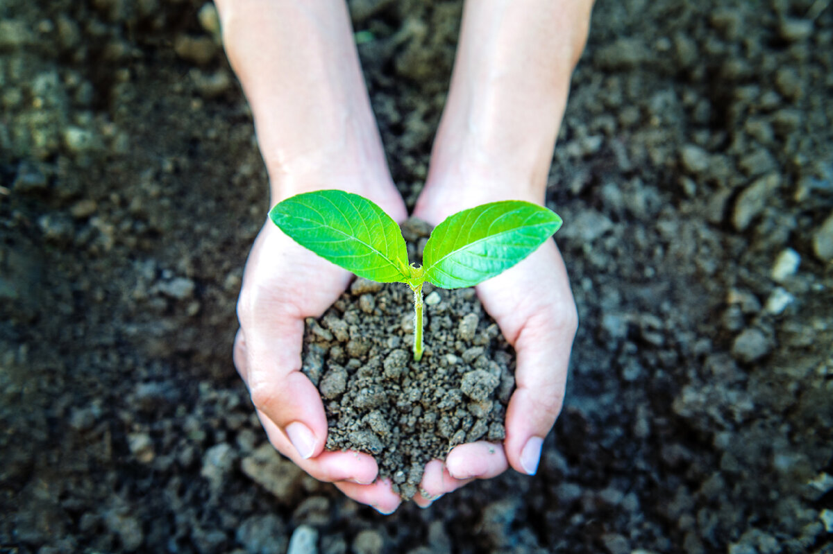 Росток в руках. Картинка Росток в ладонях. Росточек в руках фермера. Nature Conservation. I like planting