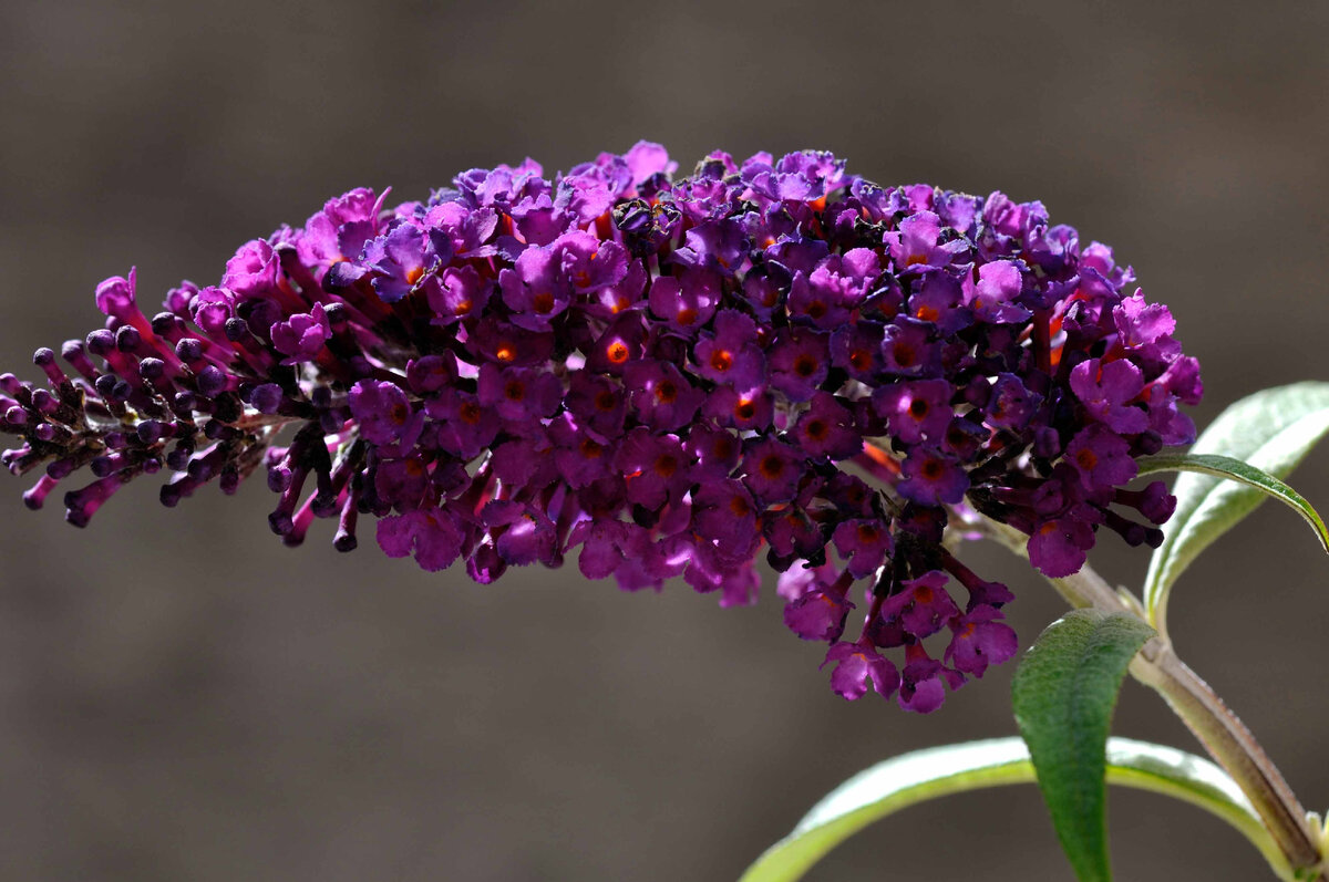 Pugster Amethyst Butterfly Bush Buddleia