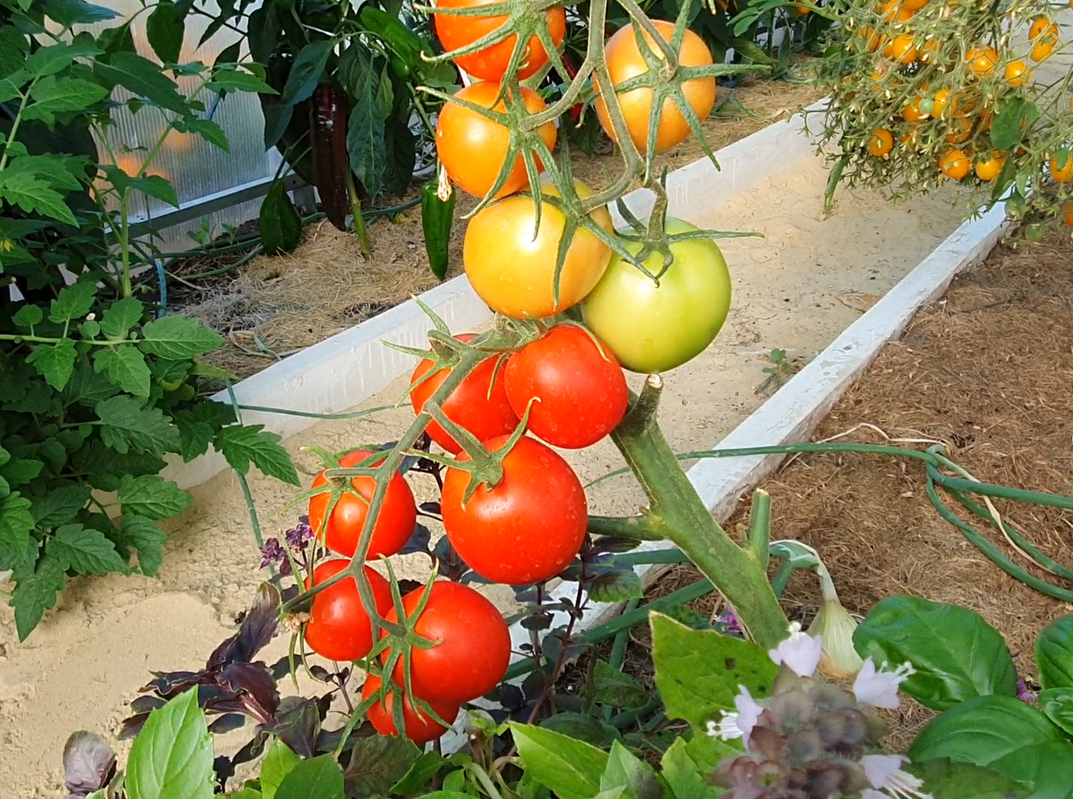 Сорт красная каравела 