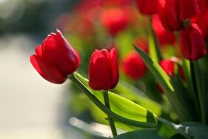 Картинки из интернета