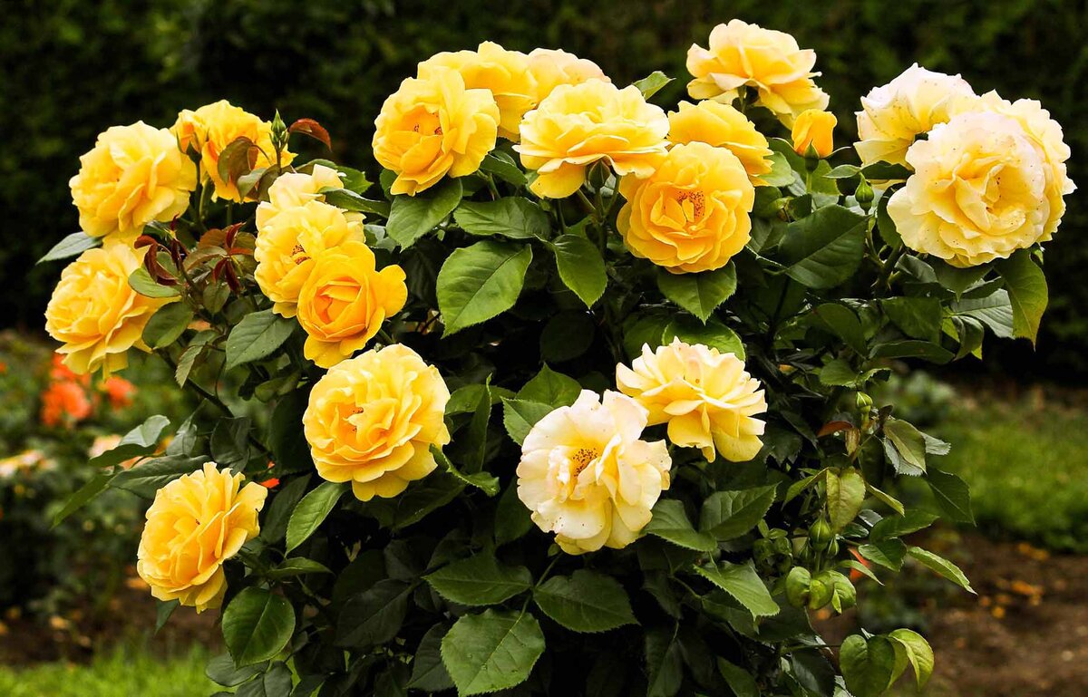Миниатюрные розы: уход дома и в саду