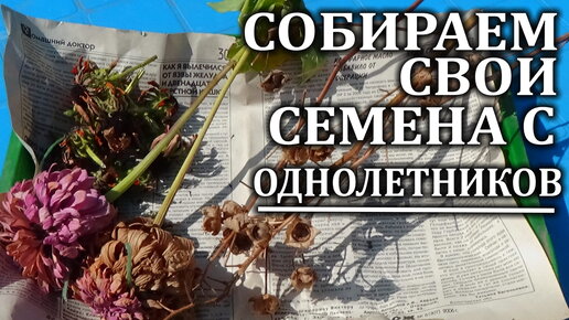 Когда и как собирать семена с разных однолетних цветов