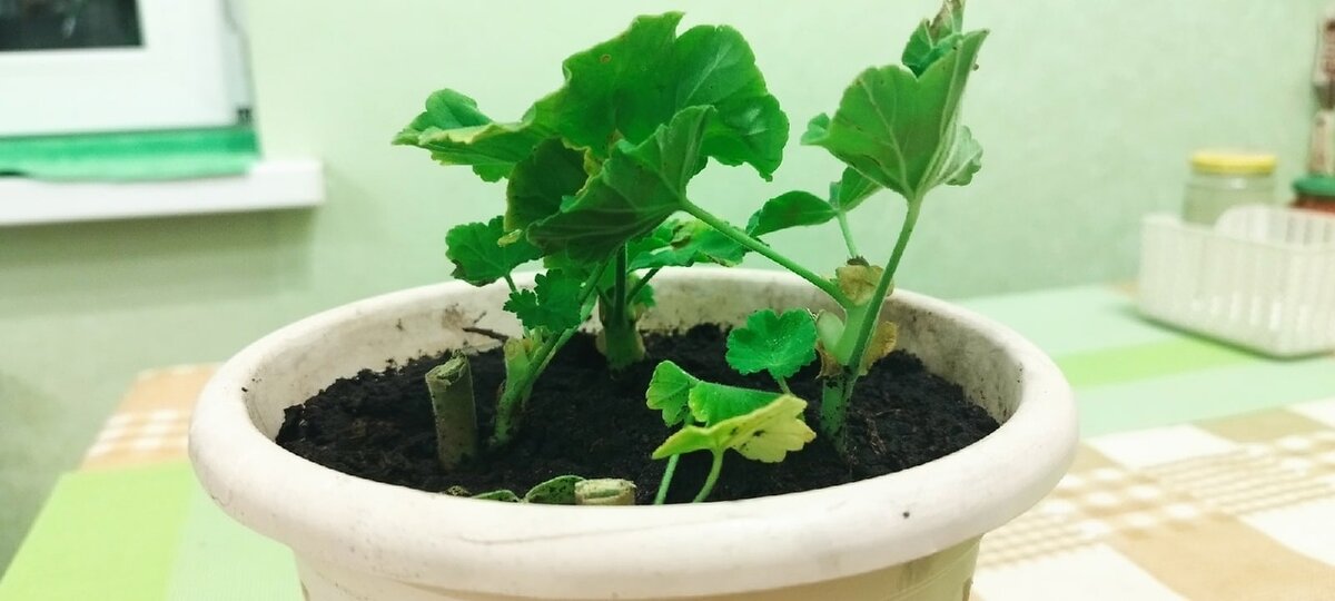 Вот такие получились кусочки из веточки герани.