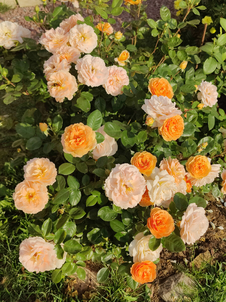 Фото автора: любимица, чудесная роза флорибунда Шонэ Вом Зее селекции Кордеза, что растет около колодца в моем маленьком садике.