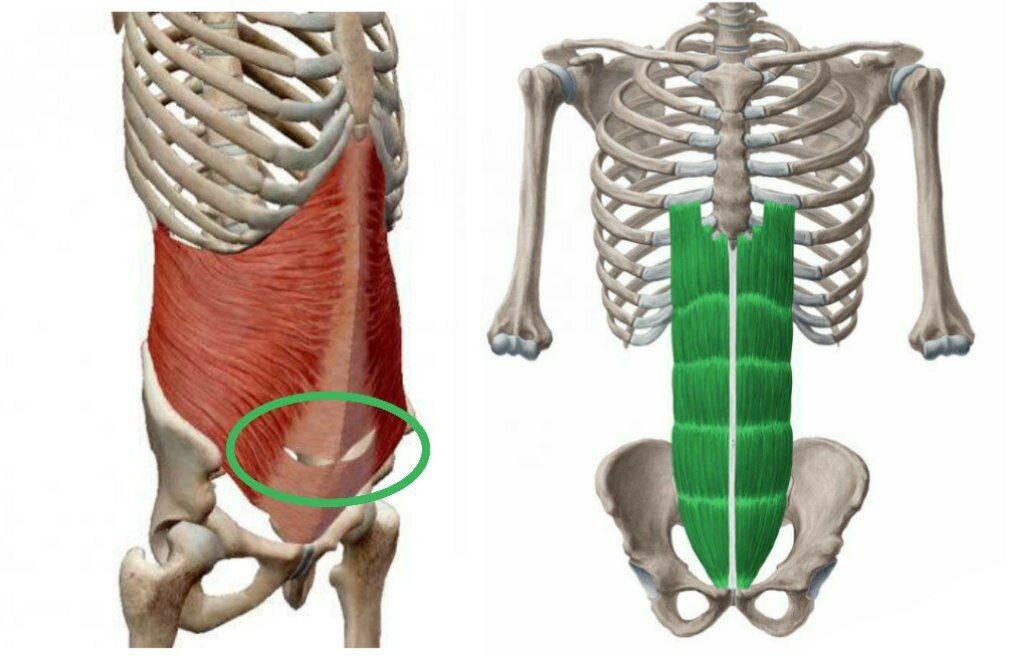 Поперечная и прямая мышца живота