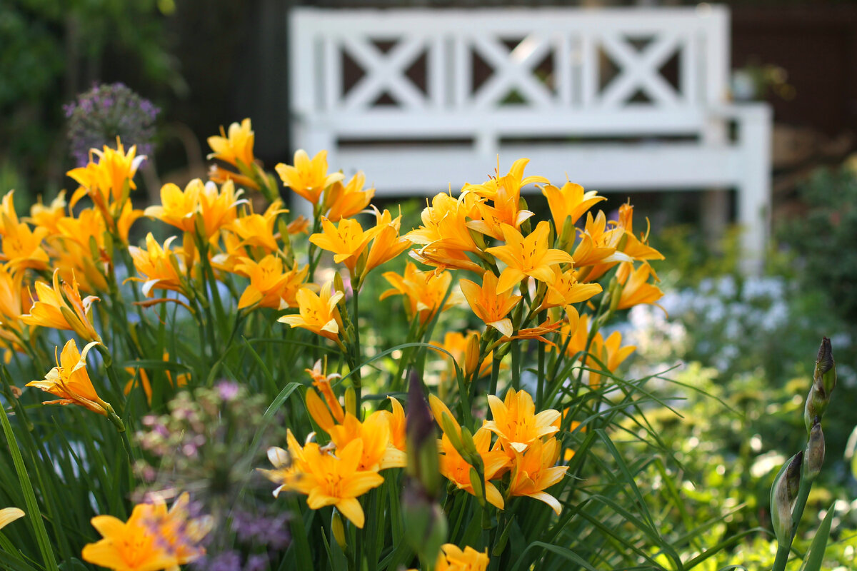 Например, лилейник желтый. Вот уж точно не останется незамеченным