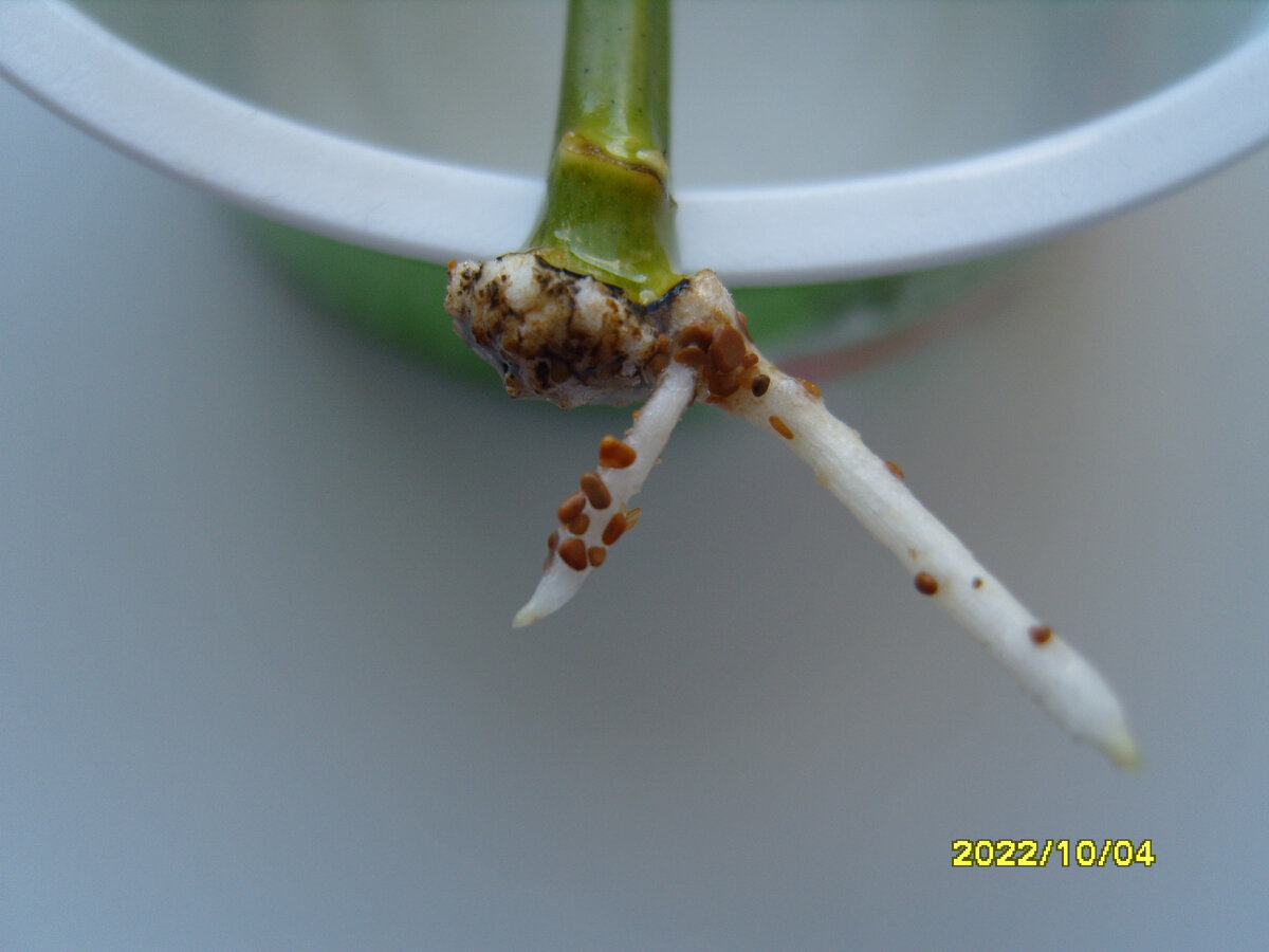 Первичные корни черенка розы Папилон крупным планом