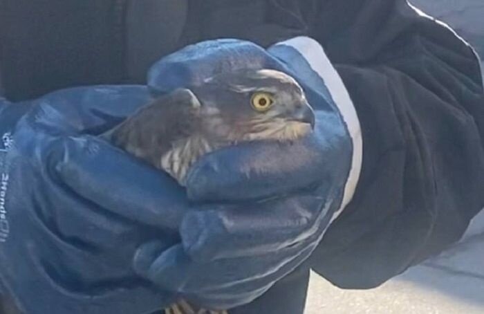    Северо-Западное Управление Росприроднадзора