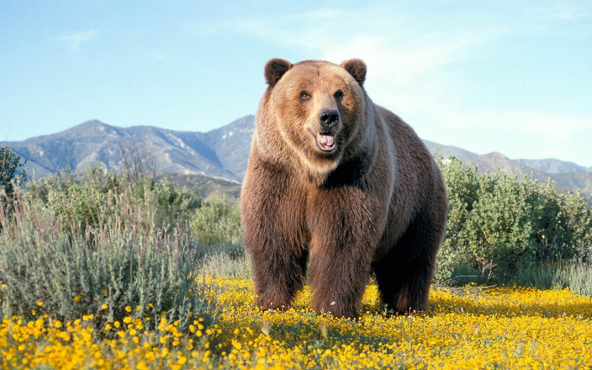 Медведи (лат. Ursus) — род млекопитающих отряда хищных.