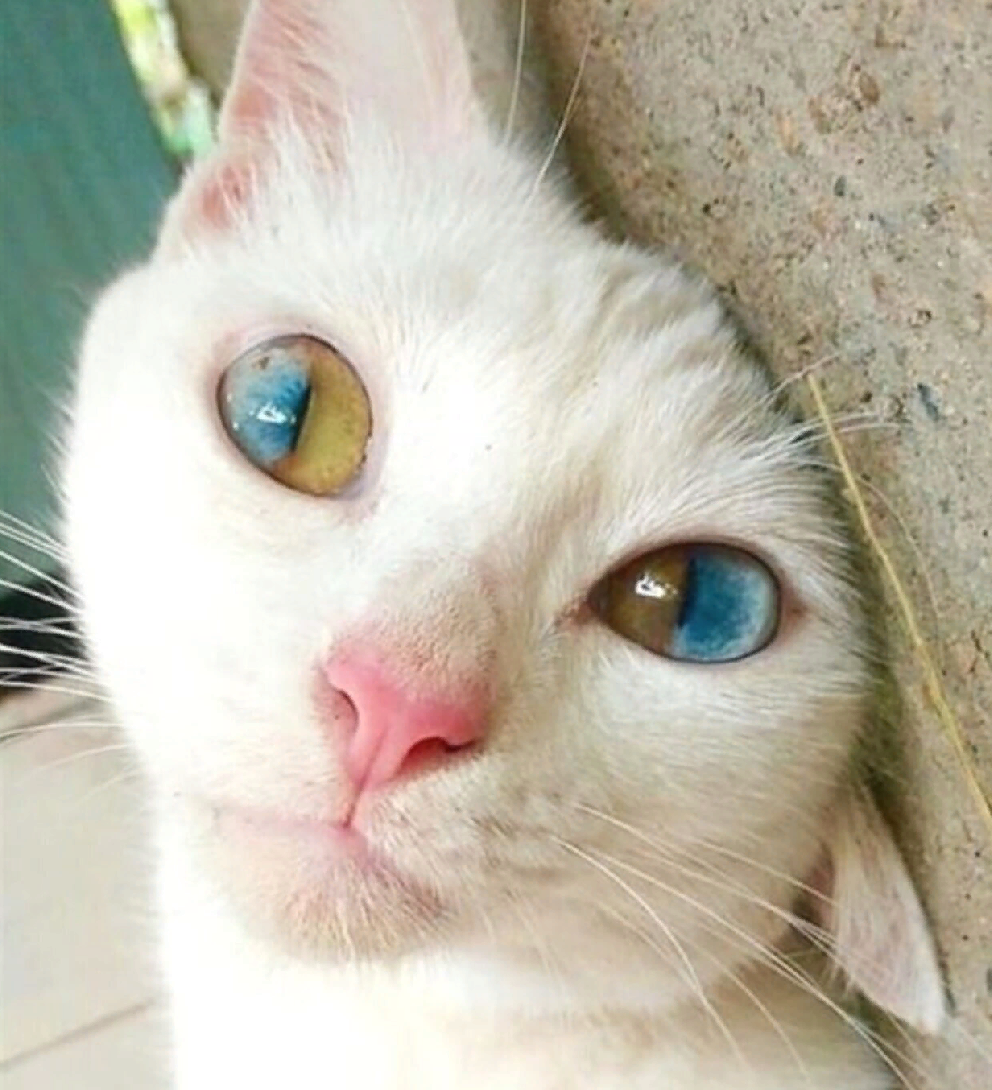 Гетерохромия глаз у кошек. Гетерохромия глаз у кошек. Гетерохромия глаз у кошек. Охос азулес серый полосатый. Кошка с разными цветами глаз.