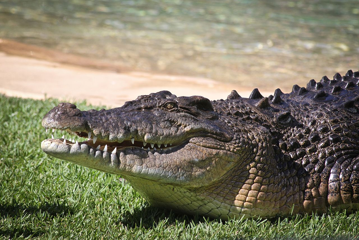 Крокодил это. Гигантский гребнистый крокодил. Гребнистый крокодил (Crocodylus porosus).. Гребнистый крокодил Густав. Нильский крокодил Густав.