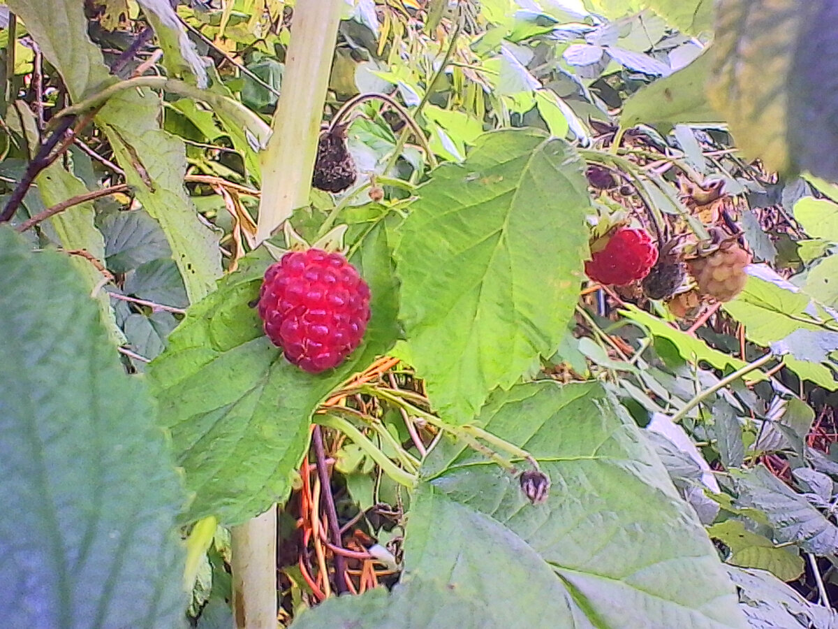 Малина осенью ещё не замёрзло (фото автора).