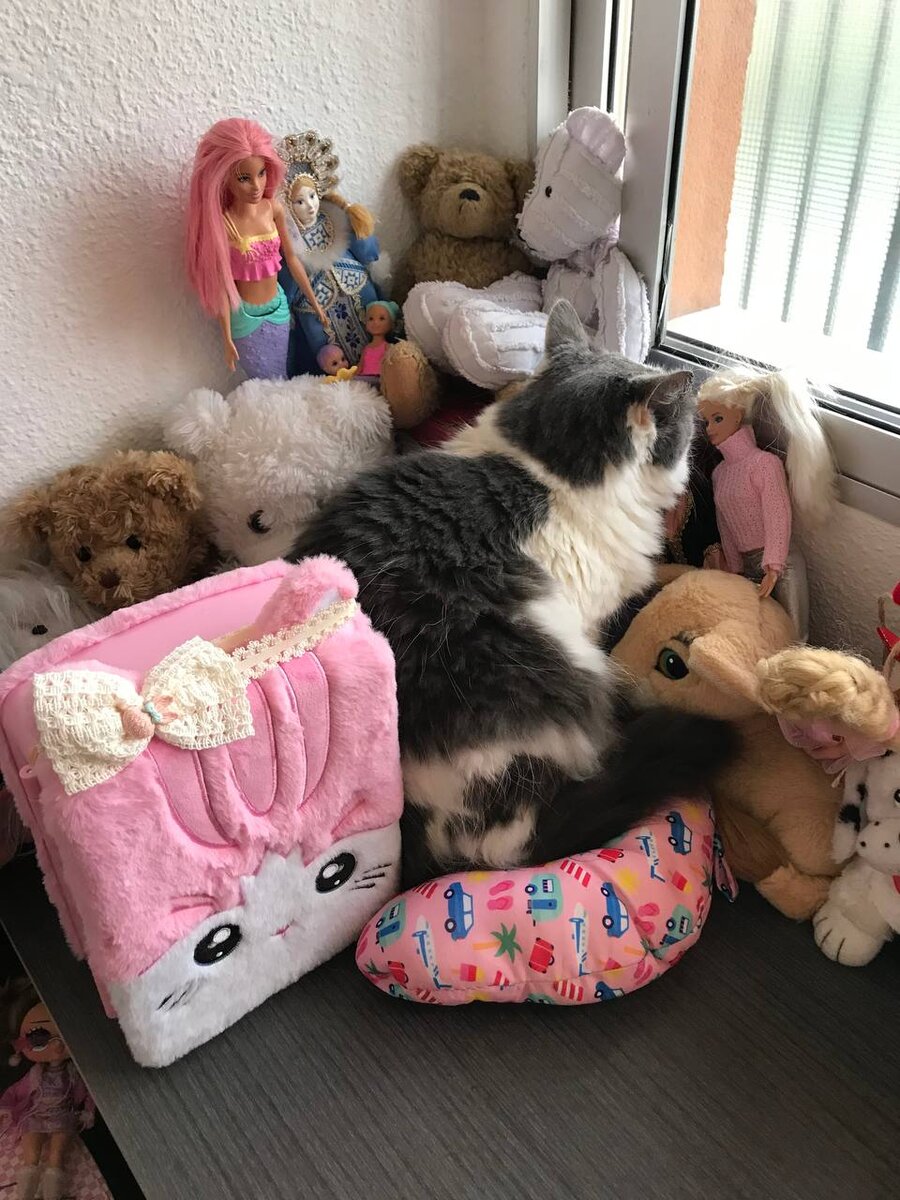 Даже кошатинка в холодной испанский квартире ищет там, где потеплее