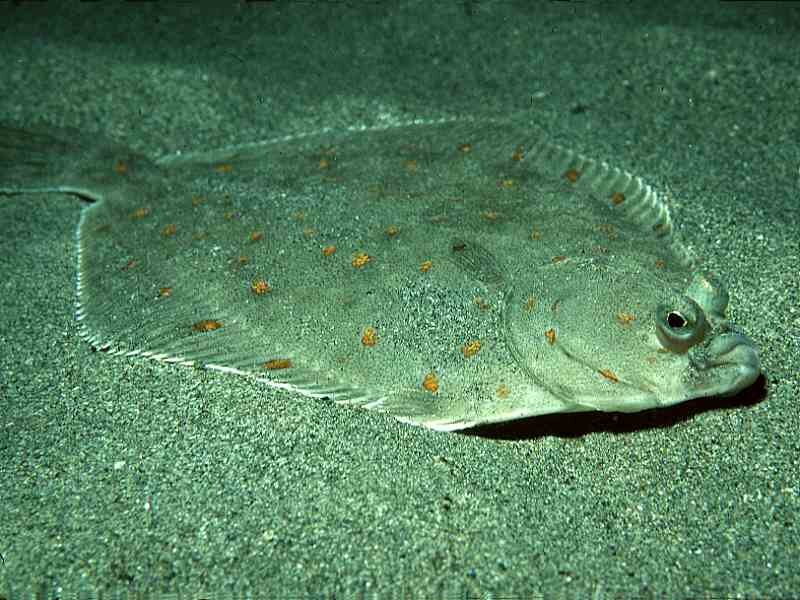 Как выглядит рыба камбала Камбала морская европейская (Pleuronectes platessa) или European plaice GameFish