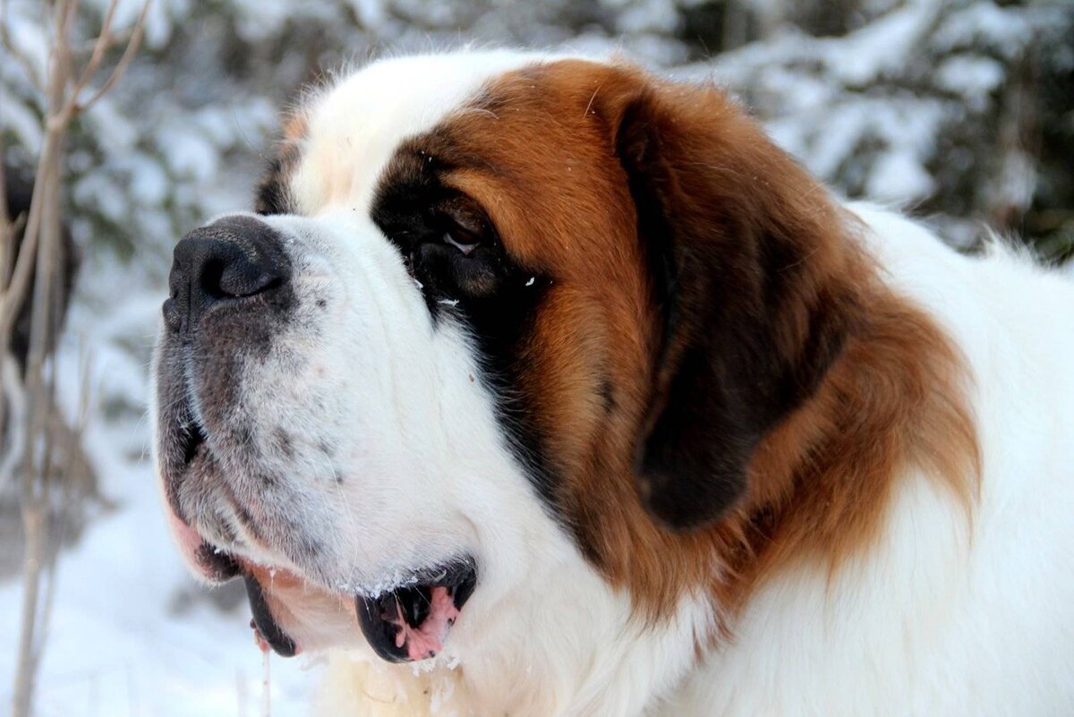 Изображение с сайта ferret-pet.ru