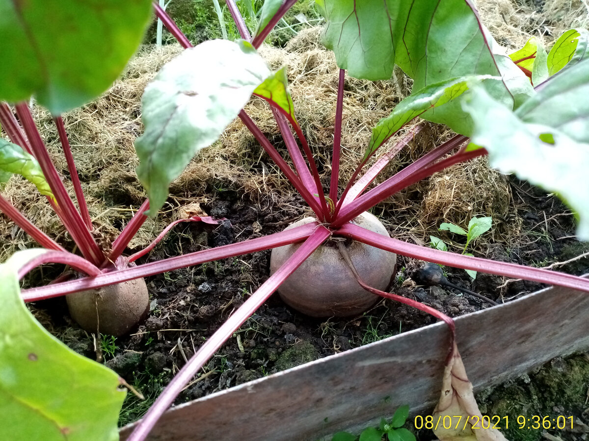 Прекрасная свёкла Пабло в теплице. Ранний урожай