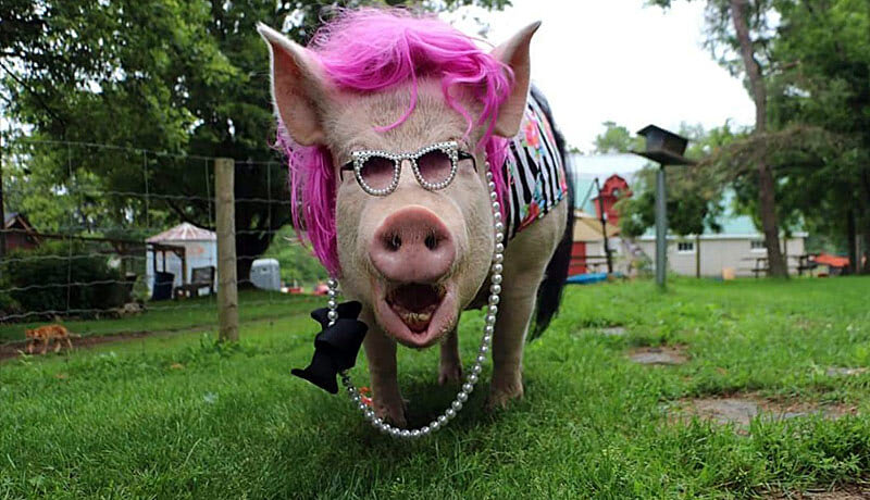 Представители, шоу бизнеса. Считают себя элитой. А на самом деле выше прислуги он не поднялись. Да и всегда артисты служили только для развлечения. И элитой никогда не являлись. А чем лучше эта новая элита? Они так же танцуют, пляшут, поют и развликают на корпоративах и вечеринках новых воров, ой извините алигархов.