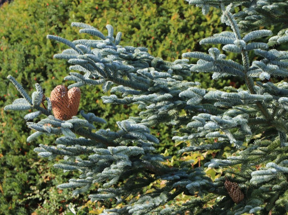 Голубая ель нобилис. Пихта Нобилис. Норвежская ель Нобилис. Abies procera glauca. Пихта процера Глаука.