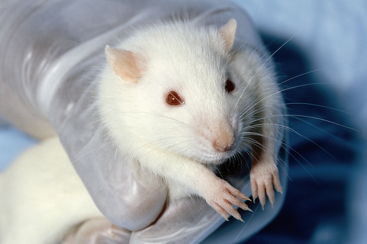 Лабораторные мыши: Им мы обязаны процветанию биологических наук. Но что нам известно про этих грызунов?