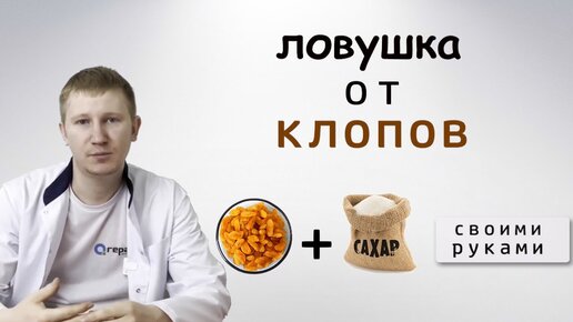 Ловушка для постельных клопов из бражки своими руками