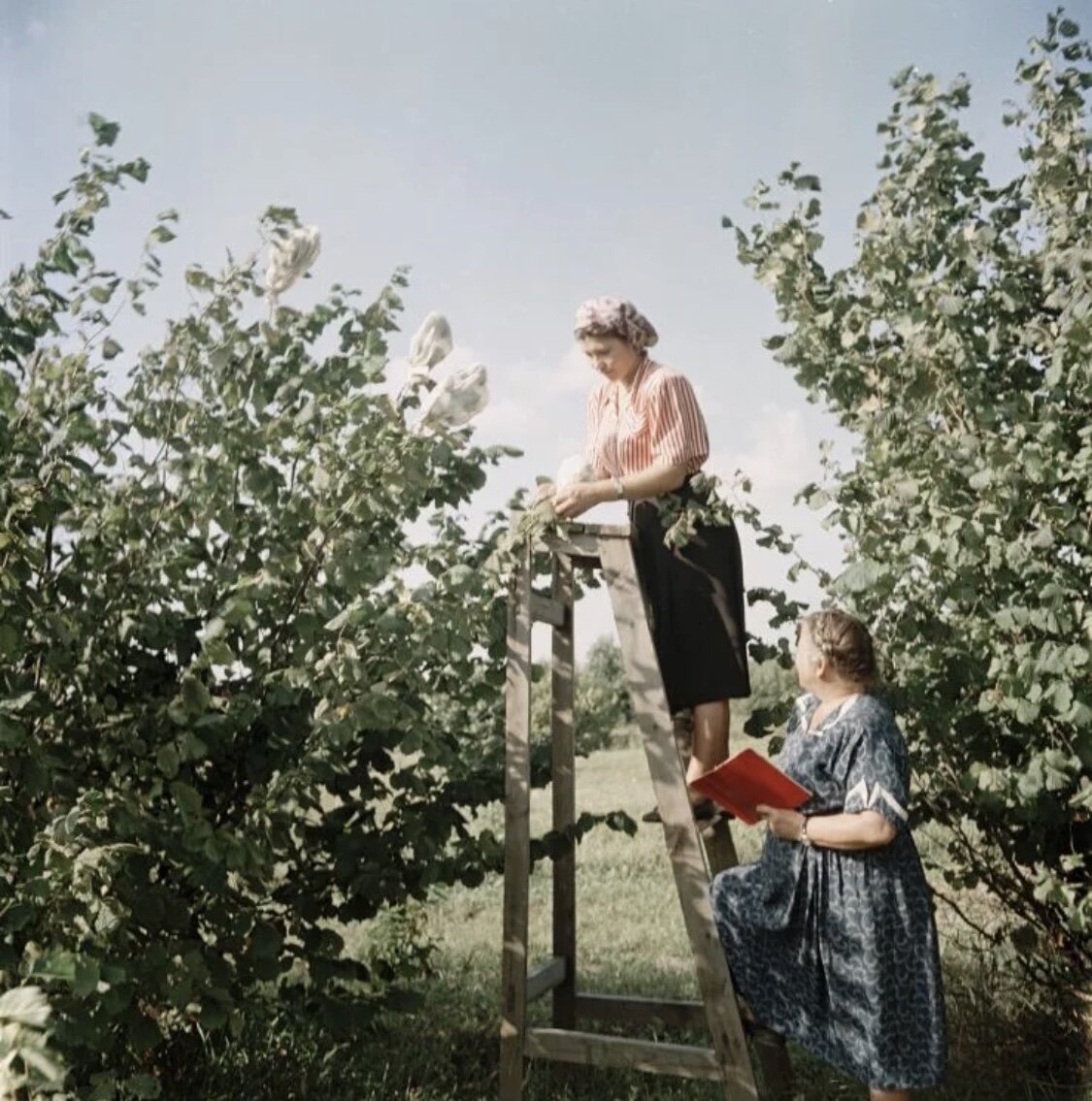 Фото с сайта voffka.com 