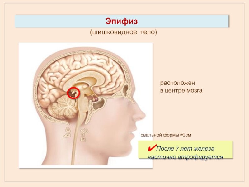 Картинки для тренировки шишковидной железы