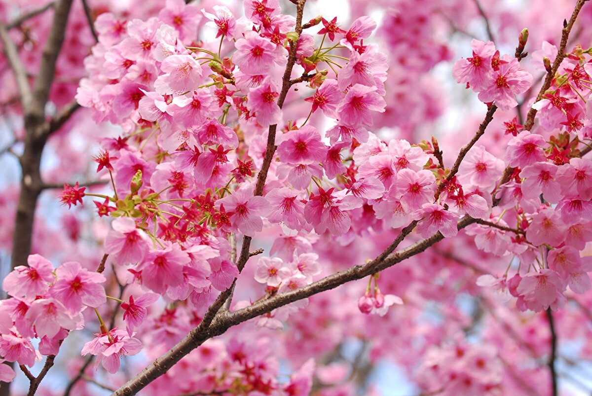 цветение сакуры. Фото из открытых источников