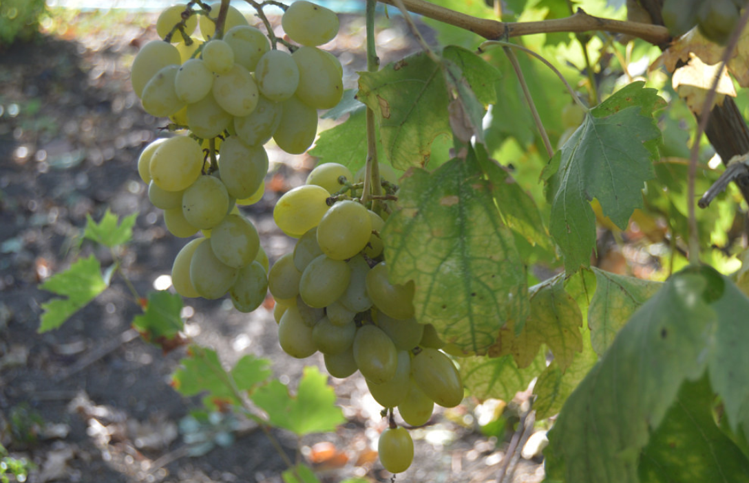 Личное фото, с Яндекса и Одноклассников. Виноград.