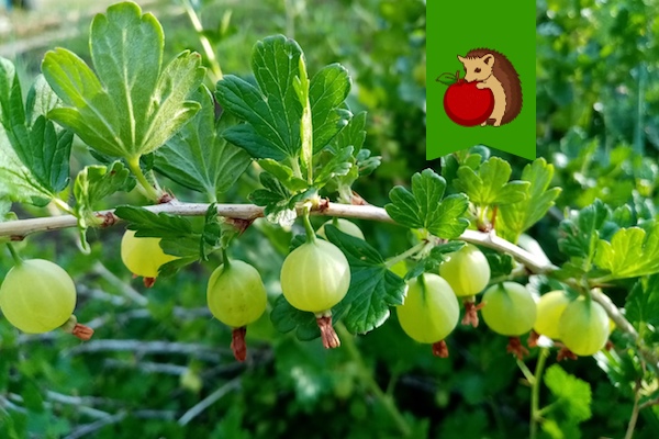 На крыжовнике вовсю зреют ягоды: чем подкормить куст, чтобы ягоды стали слаще и крупнее?0