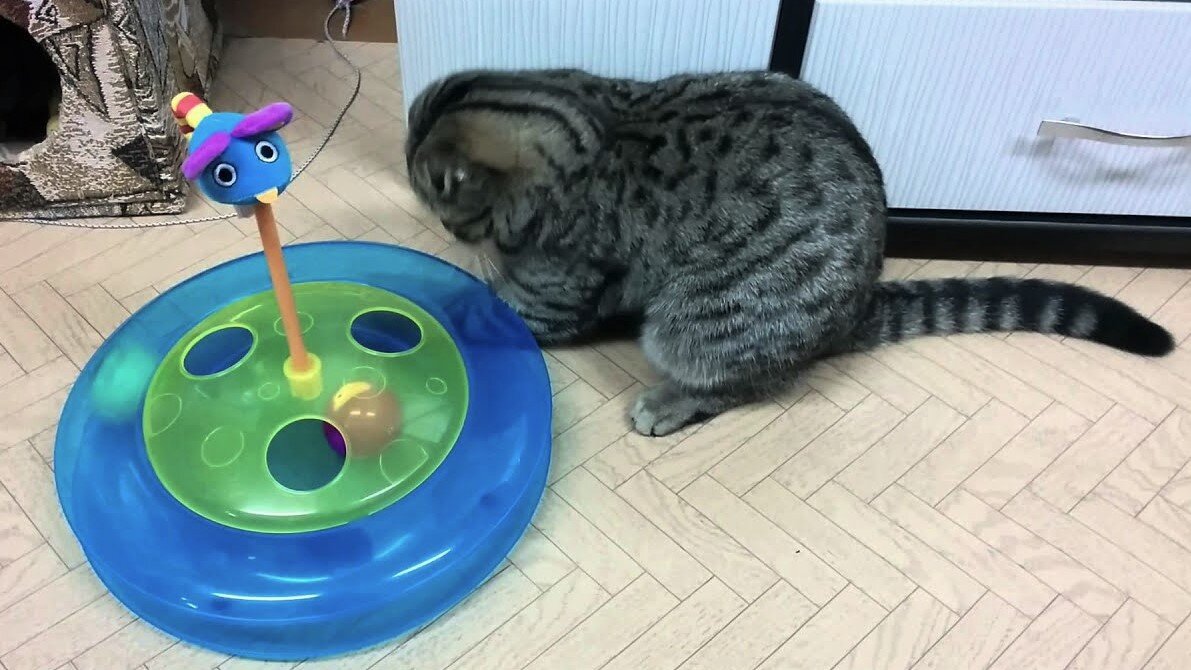 Кошачий лабиринт. Фото из интернета.