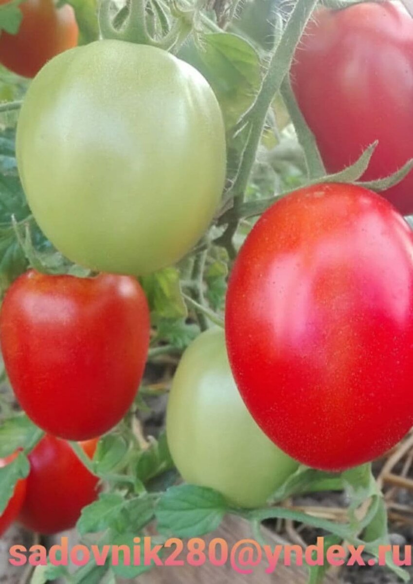 фото коллаж автора Алесад