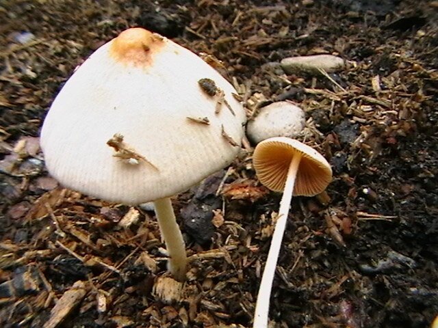 Фото из Нашего Питомника!