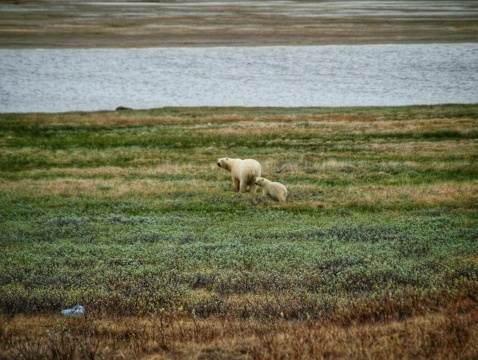 Нюхают порох