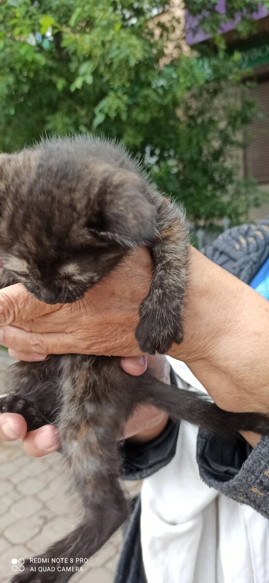 Котёночек