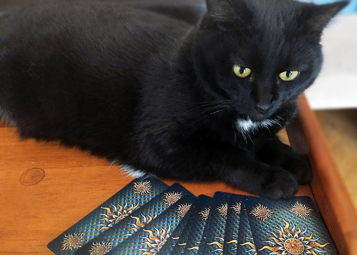 Чёрная кошка и карты Таро. Фото автора