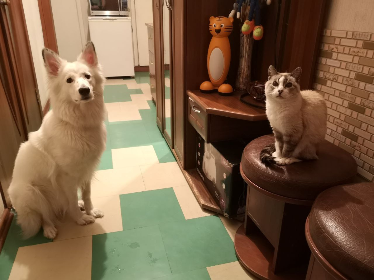 Я и кошЬка. Позируем