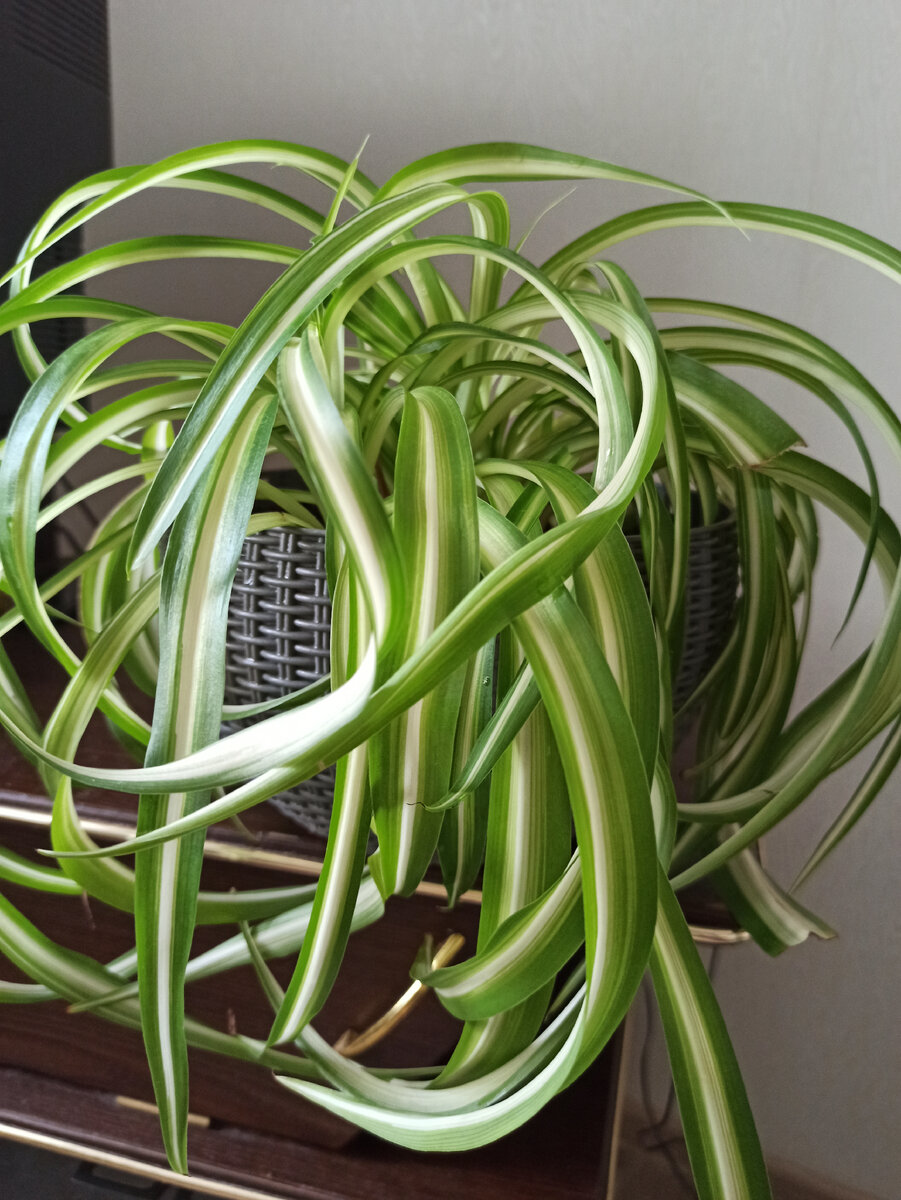 Второй хлорофитум