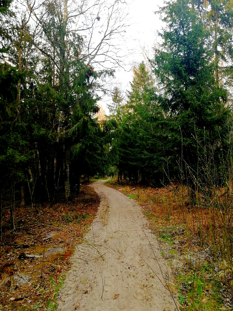 Куршская коса, район посёлка Лесное