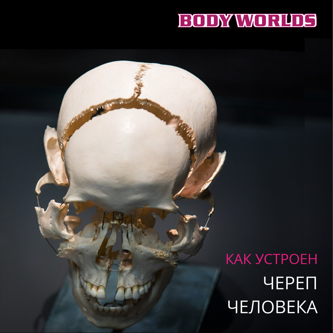 Как устроен череп человека | Выставка BodyWorlds | Дзен