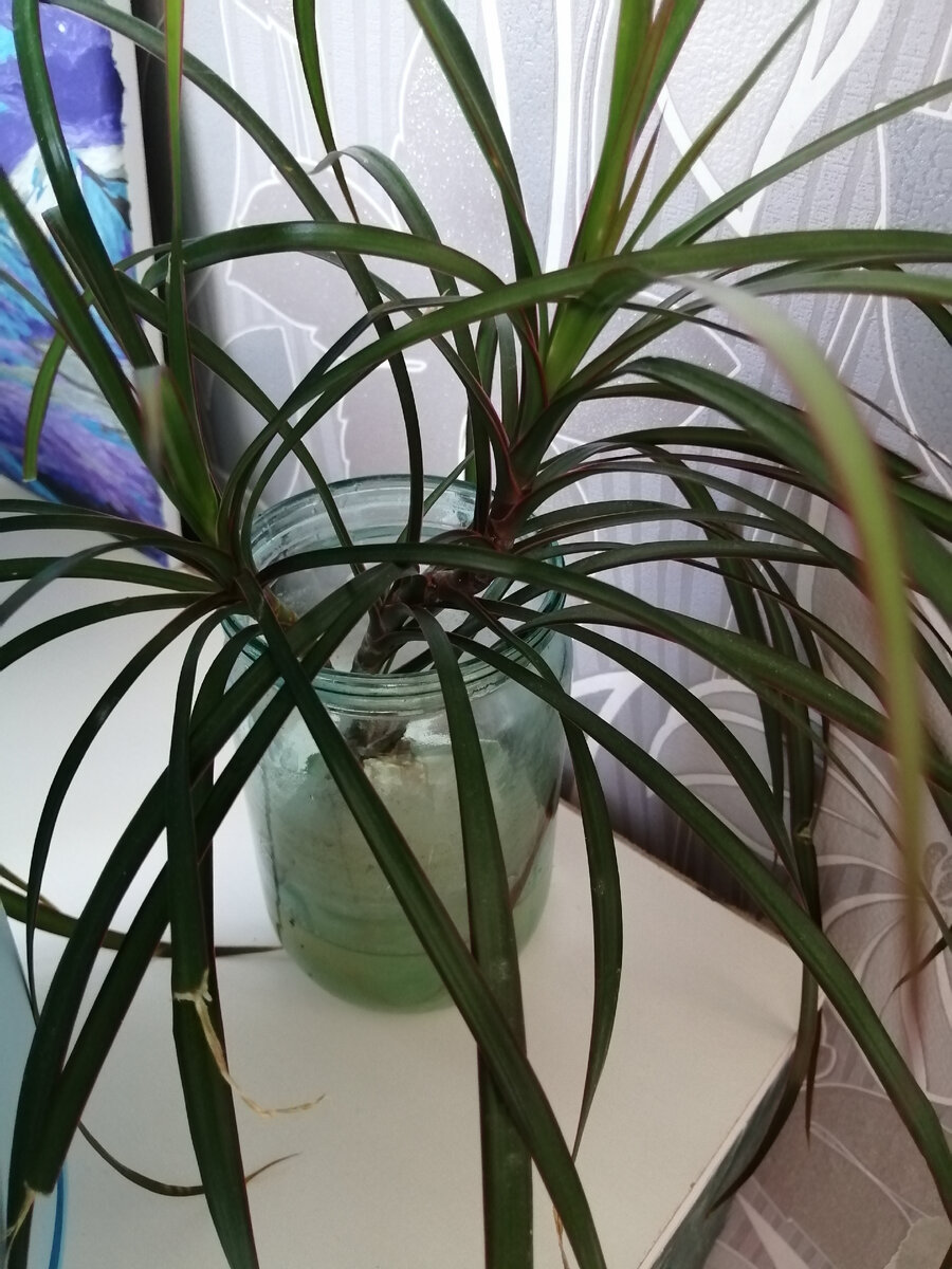 Укоренившиеся срезанные верхушки