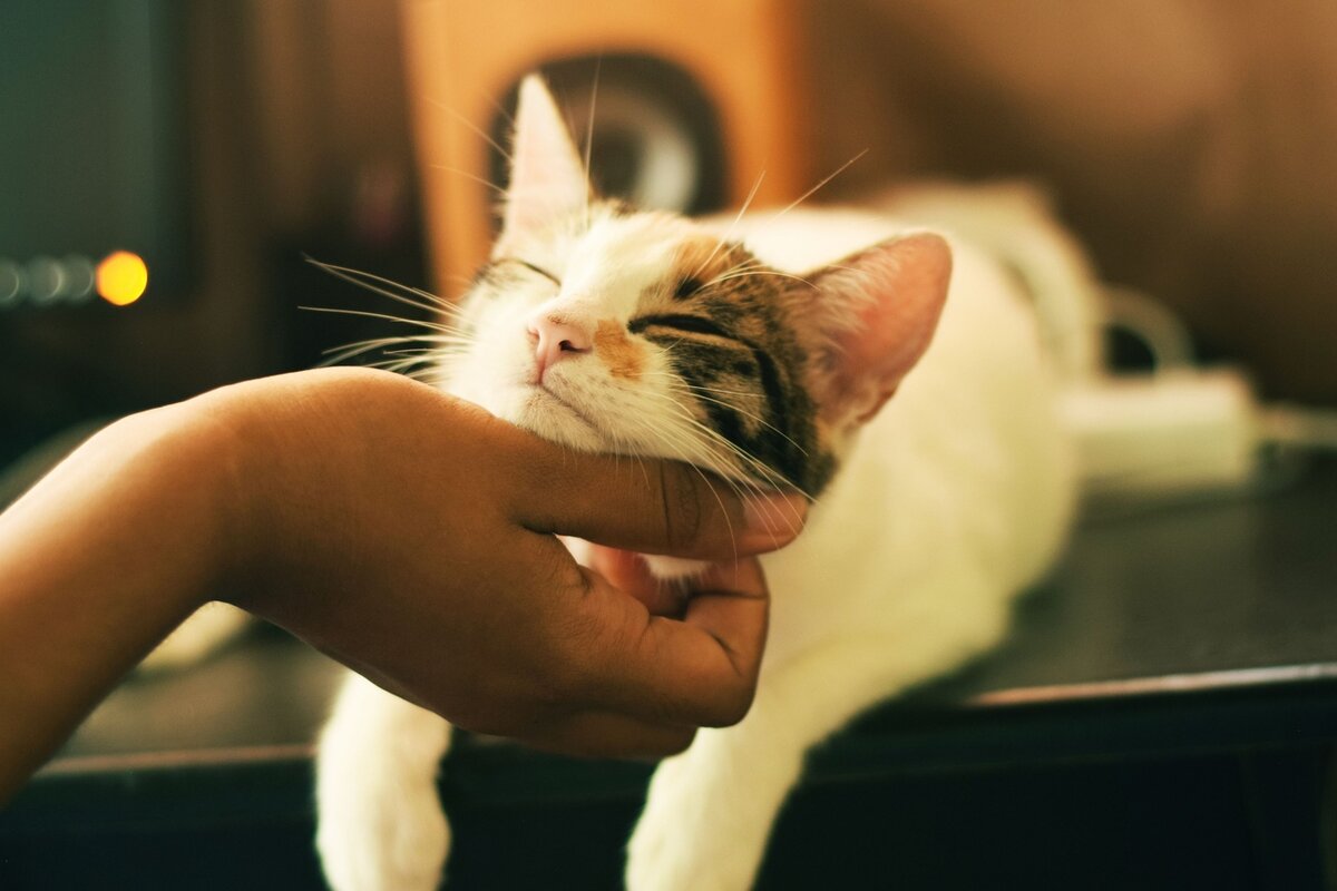 Коты прекрасные эмпаты. Можно листать.