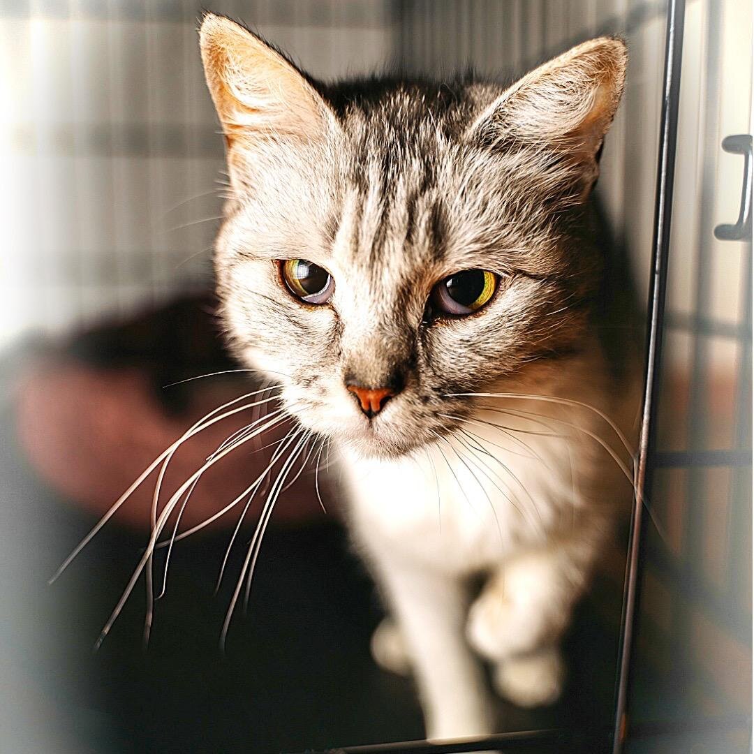 Приют для бездомных животных Омские Хвостики