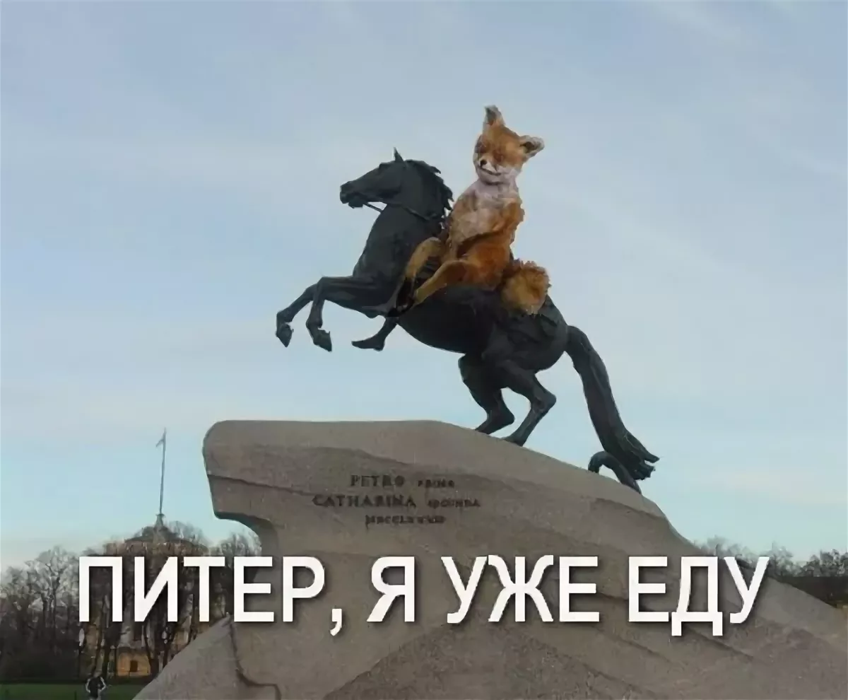 Я еду ты едешь вы едете. Я еду в Питер. Езжайте в Питер. Лиса едет в Питер. СПБ смешные картинки