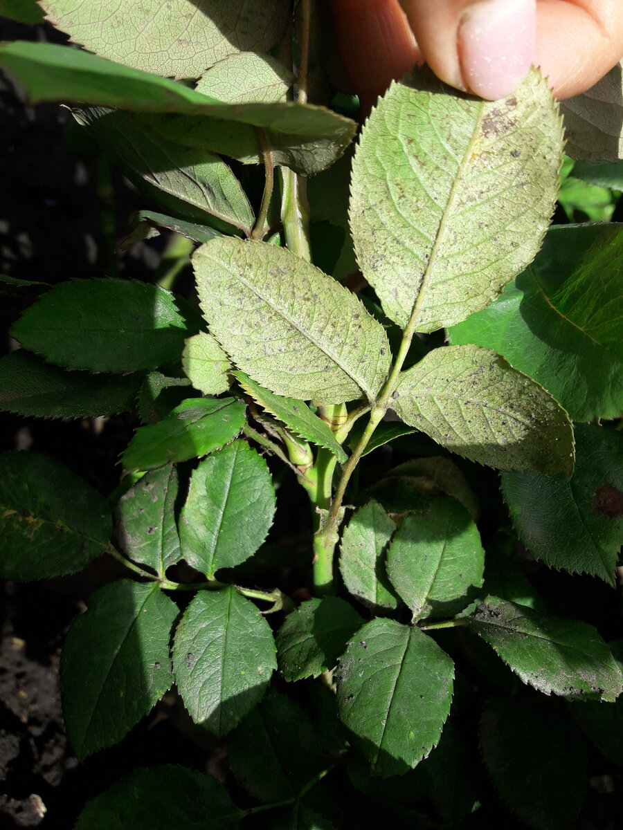 Обратная сторона листа. Видны и сами клещи и небольшая паутина