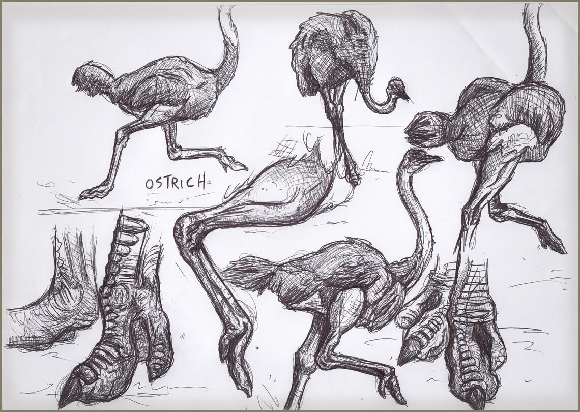 Острич друзья жж. Анатомия страусообразных. Анатомия страуса африканского. Скелет страуса.